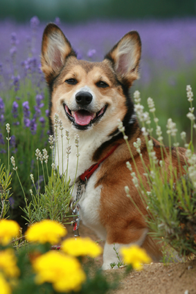 また来たと　犬も覚えて　ラベンダー_b0031538_23351534.jpg