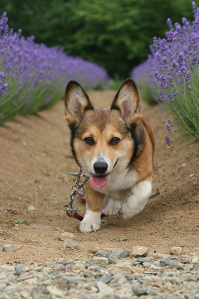 また来たと　犬も覚えて　ラベンダー_b0031538_23371362.jpg