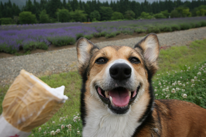 また来たと　犬も覚えて　ラベンダー_b0031538_2344192.jpg