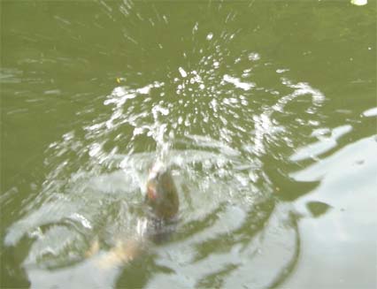 c0080856_8334466.jpg