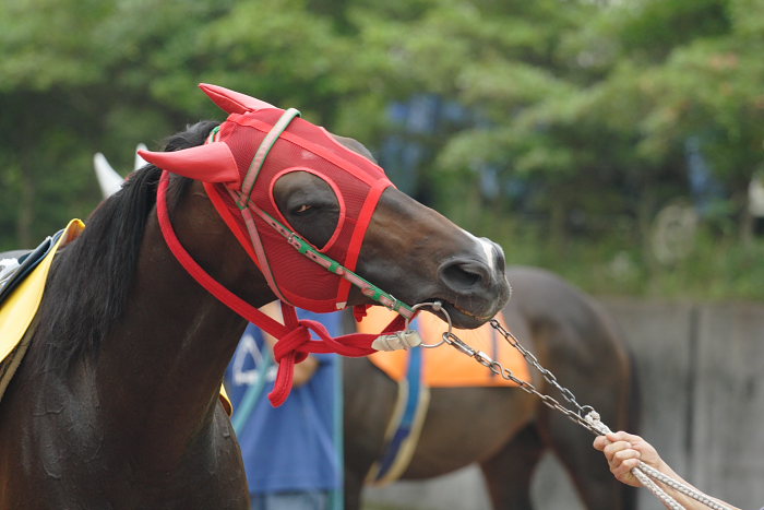 2007年6月24日（日） 高知競馬 7R_a0077663_2032860.jpg