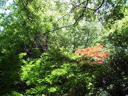 c0105785_1723540.jpg