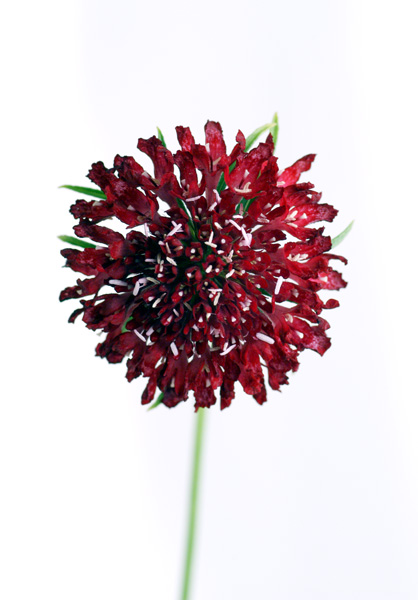 Birthday Flower 6 28 バースデーフラワー