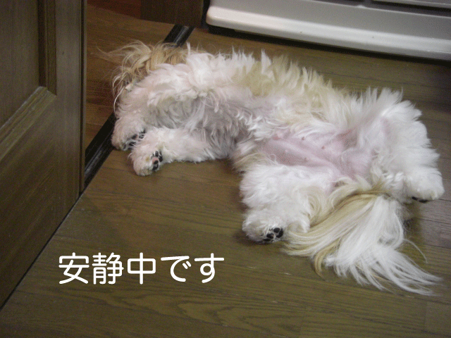 e0050801_1415710.gif
