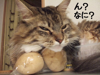胡桃の愛用枕 バニクル 猫life 胡桃の愛用枕 バニクル 猫life