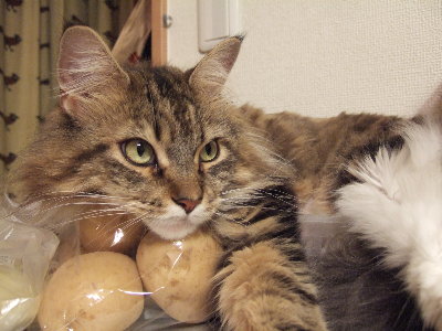胡桃の愛用枕 バニクル 猫life 胡桃の愛用枕 バニクル 猫life