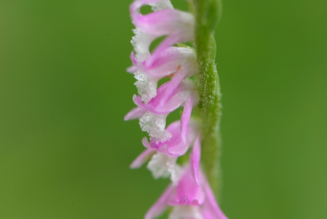 ＶＲ１０５/２．８＋ＴＣ－１７ＥⅡ_e0106803_23421072.jpg