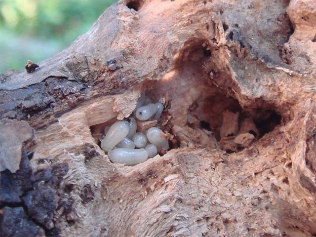 柘植にアリの巣 昆虫ブログ むし探検広場