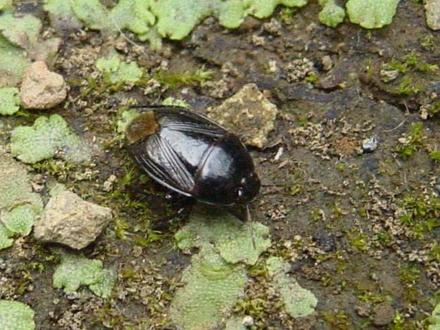 柘植にアリの巣 昆虫ブログ むし探検広場