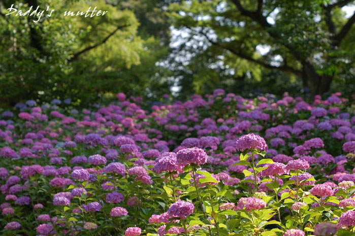 満開のあじさい寺_e0101209_2323210.jpg