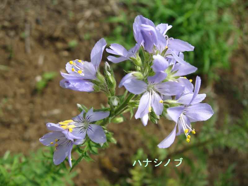 【白と淡青の世界・大船フラワーセンター④】_b0009849_1832549.jpg