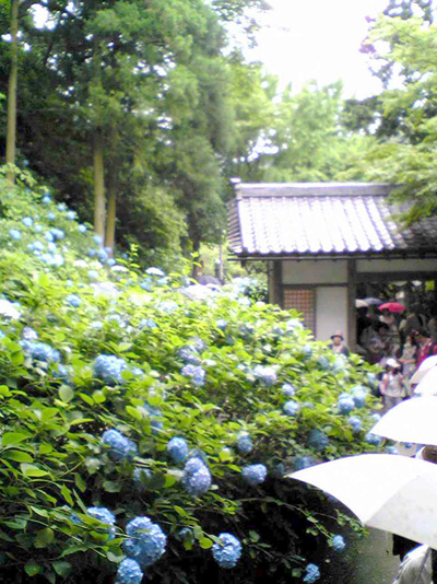 あじさい寺（明月院）_b0072651_14475562.jpg