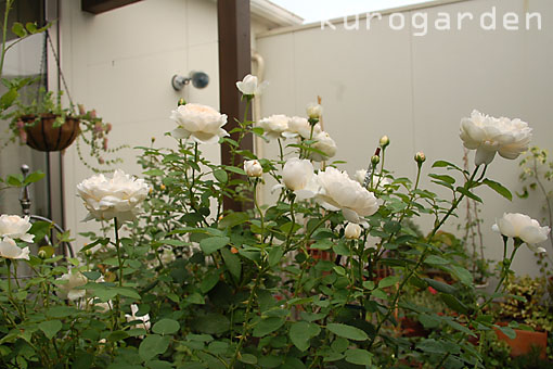 e0119151_18355512.jpg