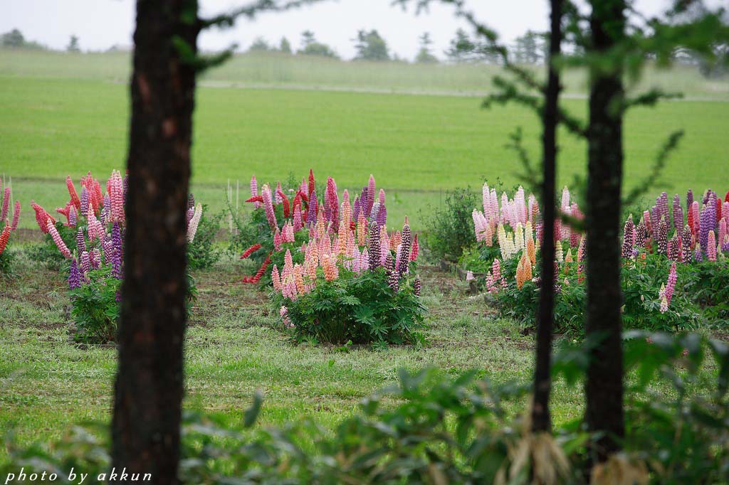 今日は朝から雨なんだよね～_a0039860_20585179.jpg