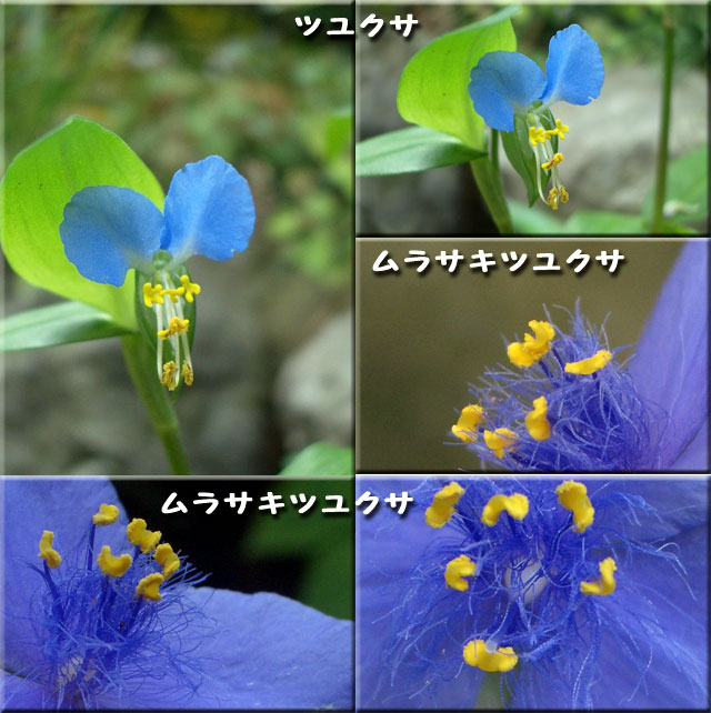 ６月下旬の庭の花_f0104569_23403082.jpg