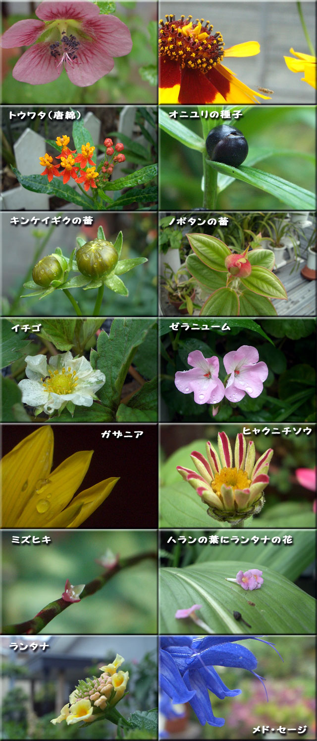 ６月下旬の庭の花_f0104569_23411367.jpg