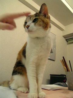 a0094278_1851430.jpg