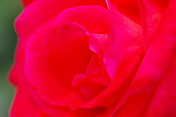 ROSE_e0051186_20415817.jpg