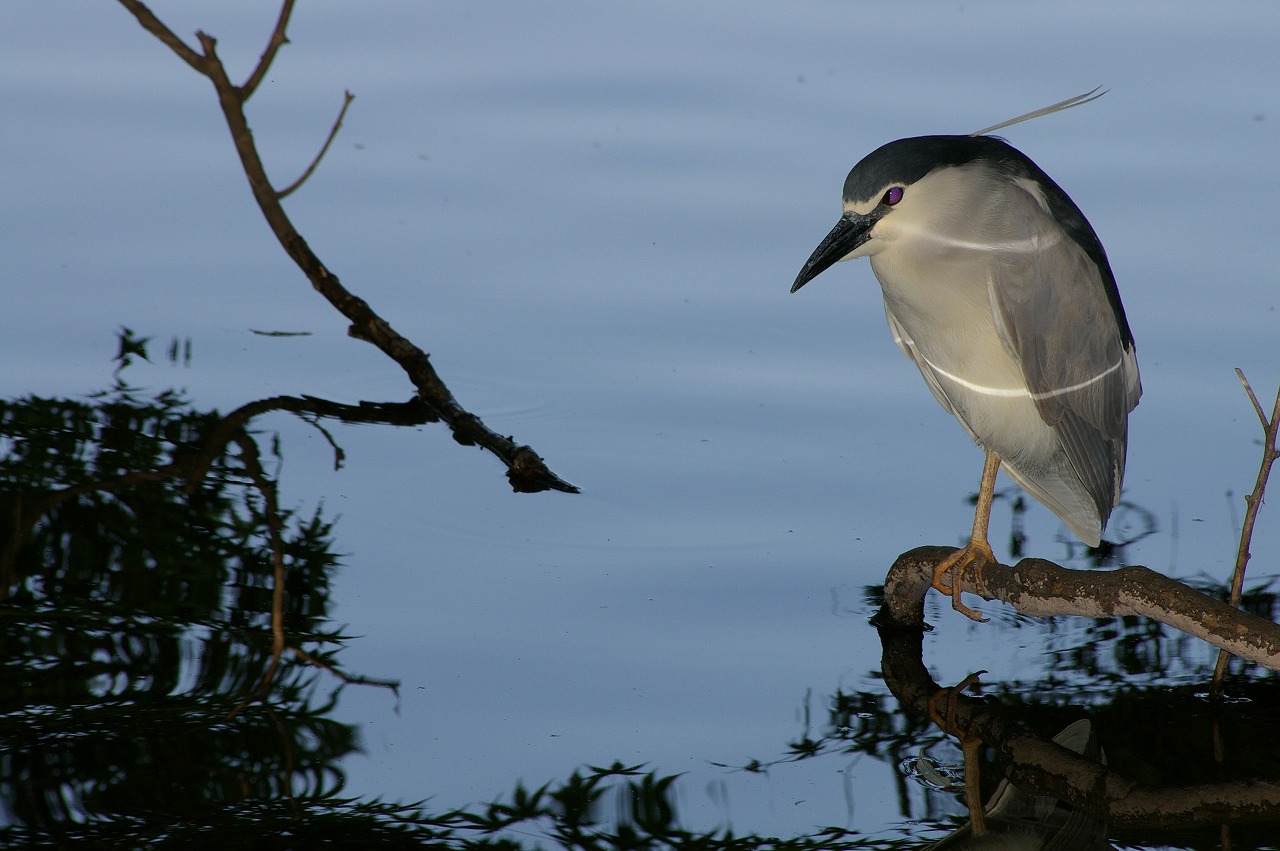 ゴイサギとバンの幼鳥_c0082606_026725.jpg