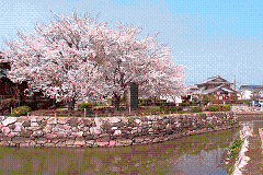 e0093407_1512235.gif