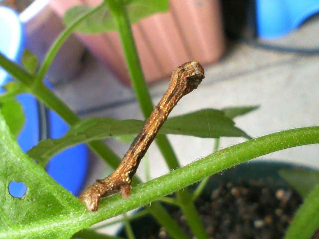 エゴマを食べる 尺取虫 愛称しゃっく君 昆虫ブログ むし探検広場 エゴマを食べる 尺取虫 愛称しゃっく君 昆虫ブログ むし探検広場
