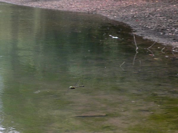 福岡地区　川散策　何が原因なのか_e0002314_22295526.jpg