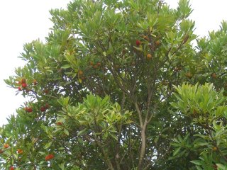 b0027830_22124049.jpg