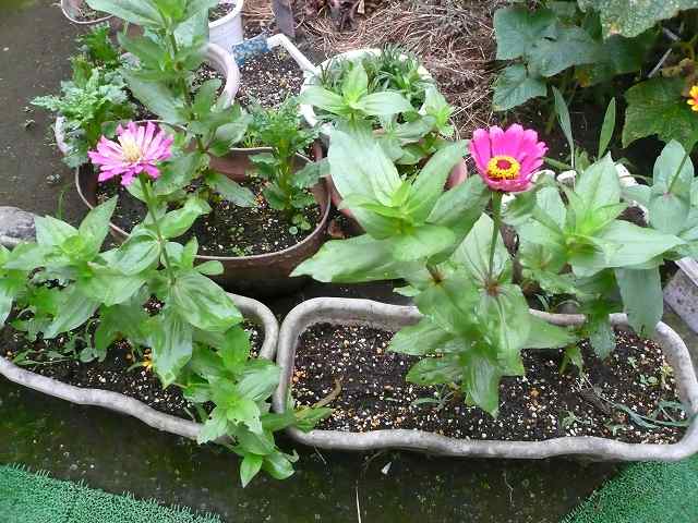 a0006033_14391156.jpg