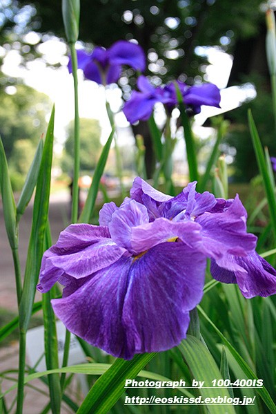 《花》　花菖蒲3　18-55mm（川口グリーンセンター）_c0080036_22493723.jpg