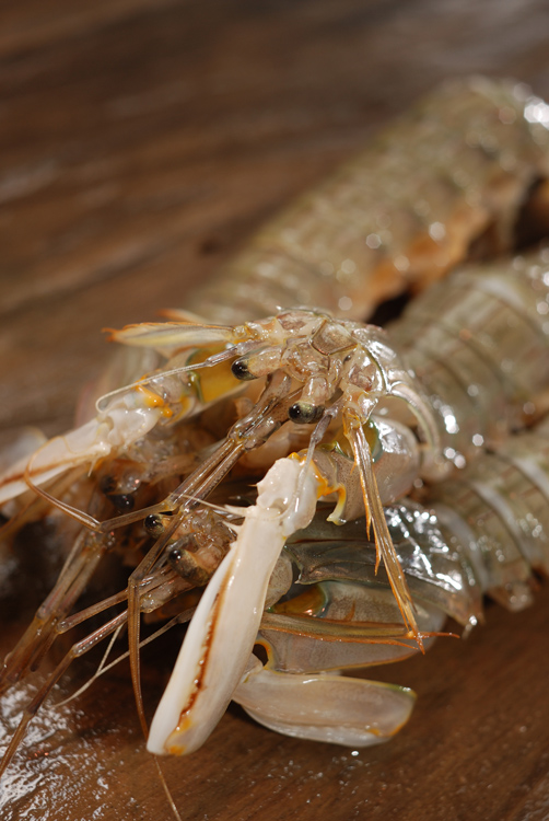 蝦蛄 シャコ 姿は怪獣ですが味は最高です 魚屋三代目日記