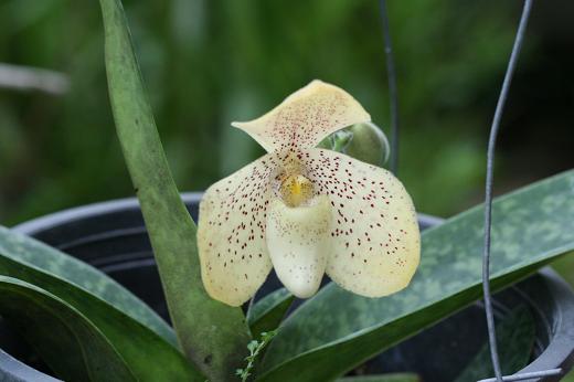 ラン科 Orchidaceae えるだまの植物図鑑