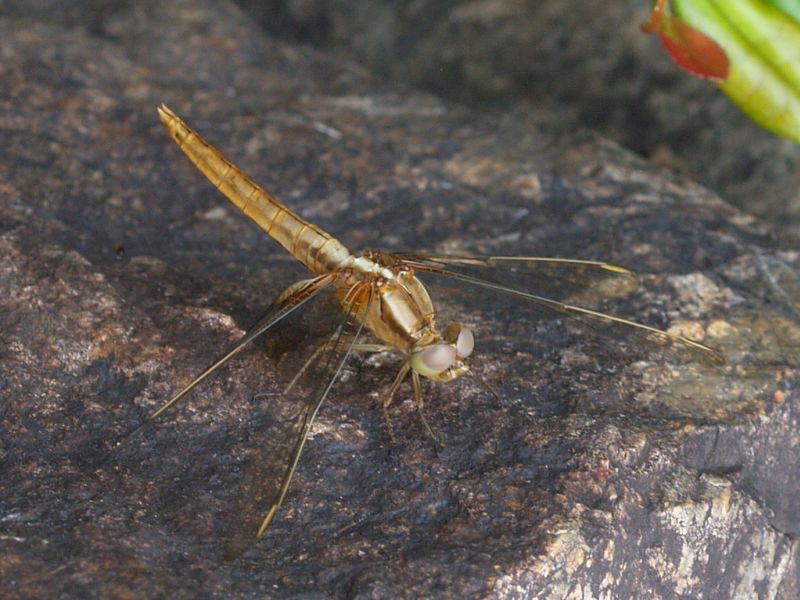 ショウジョウトンボ_b0108186_019334.jpg