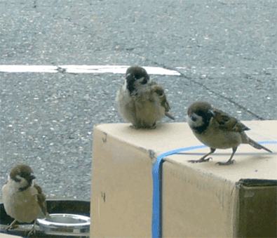 f0001993_1934103.gif