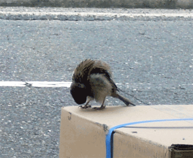 f0001993_19341830.gif