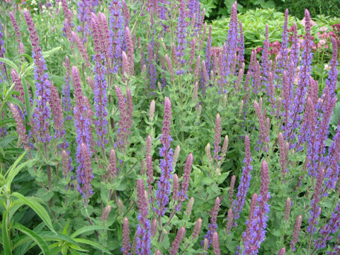 f0146493_1031572.jpg