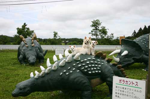 鳥海高原 花立牧場公園 へわんこ隊と行くの巻 Rico S Room 鳥海高原 花立牧場公園 へわんこ隊と行くの巻 Rico S Room