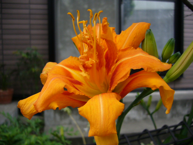d0000324_1093493.jpg