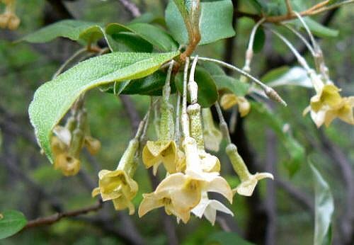 グミ科 Elaeagnaceae えるだまの植物図鑑