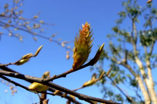 カバノキ科（Betulaceae）_d0096455_9351029.jpg