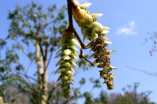 カバノキ科（Betulaceae）_d0096455_9354540.jpg