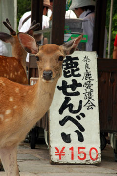 春日大社の神使_f0097456_033502.jpg