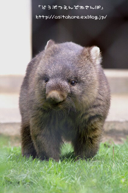 ヒメウォンバットのワイン君 動物園でお散歩