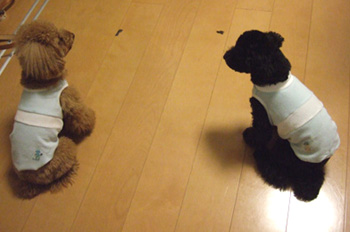 いよいよMAURI!!_b0032175_3163276.jpg