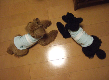 いよいよMAURI!!_b0032175_3165313.jpg