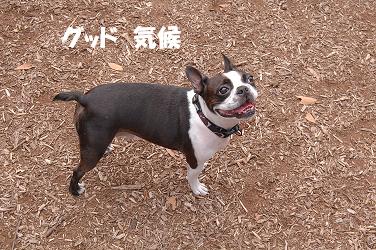 うなぎ犬が出来るまで。_d0041575_1863422.jpg