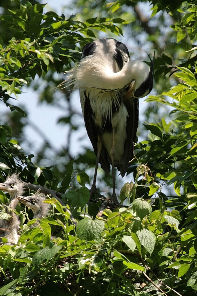 アオサギ（蒼鷺）　灰色の鳥だけど_a0083081_1871912.jpg