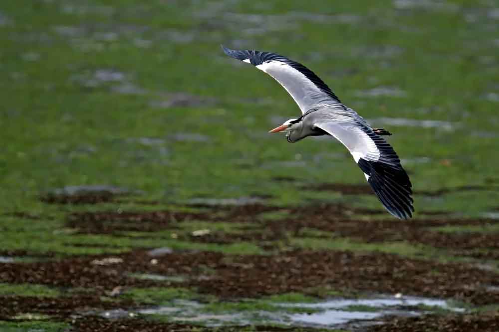 アオサギ 蒼鷺 灰色の鳥だけど 身近な自然を撮る