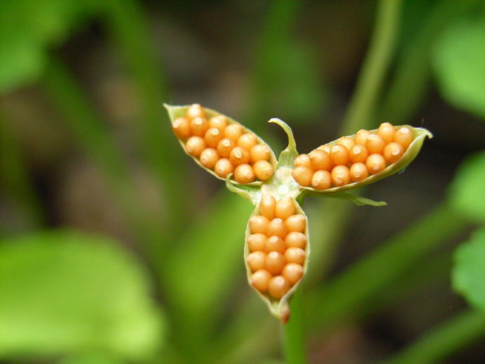 お花畑の散策・・・・その２_b0100992_2317771.jpg