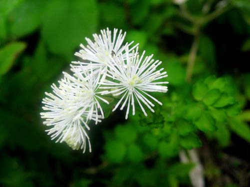 植物園で見られた花達_e0120896_20251719.jpg