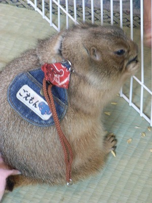 円山動物園_d0110197_1164340.jpg